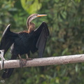 Oriental_Darter-140808-100CANON-IMG_4273-W.jpg