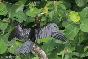 Oriental Darter-180911-106EOS7D-FY7D0522-W.jpg