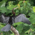 Oriental_Darter-180911-106EOS7D-FY7D0522-W.jpg