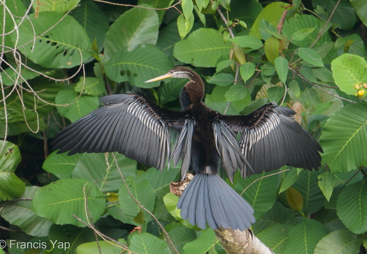 Oriental Darter