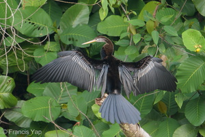 Oriental Darter-180917-110ND500-FYP_8527-W.jpg