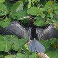 Oriental_Darter-180917-110ND500-FYP_8527-W.jpg