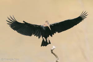 Oriental Darter-200303-112MSDCF-FYP07883-W.jpg