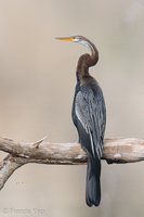 Oriental Darter-210301-100MSDCF-FRY07662-W.jpg