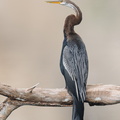 Oriental_Darter-210301-100MSDCF-FRY07662-W.jpg