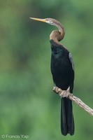 Oriental Darter-240403-221MSDCF-FYP03622-W.jpg