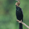 Oriental_Darter-240403-221MSDCF-FYP03622-W.jpg