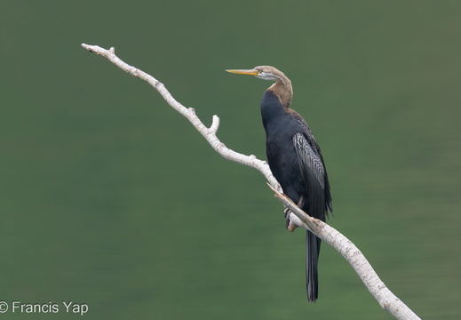 Oriental Darter