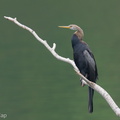 Oriental_Darter-251112-132FRYAP-FYA01777-W.jpg