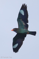 Oriental Dollarbird-170222-109EOS1D-F1X29159-W.jpg