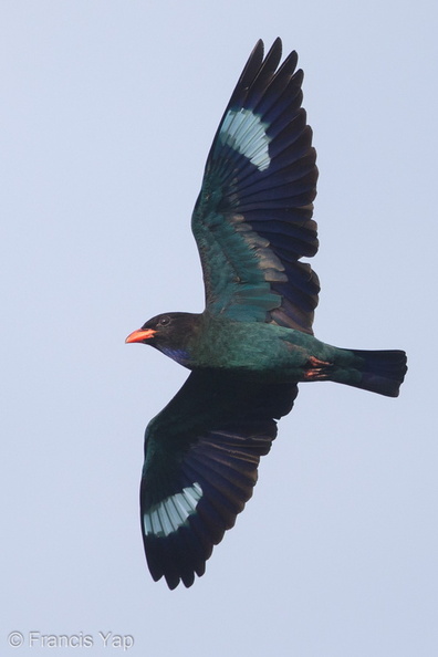 Oriental_Dollarbird-170222-109EOS1D-F1X29159-W.jpg