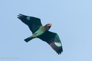 Oriental Dollarbird-191129-106MSDCF-FYP05481-W.jpg