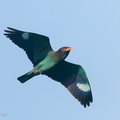 Oriental_Dollarbird-191129-106MSDCF-FYP05481-W.jpg