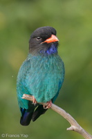 Oriental Dollarbird-200214-112MSDCF-FYP01458-W.jpg