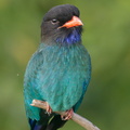 Oriental_Dollarbird-200214-112MSDCF-FYP01458-W.jpg