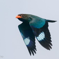 Oriental_Dollarbird-200413-115MSDCF-FYP05189-W.jpg