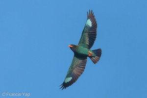 Oriental Dollarbird-220401-143MSDCF-FRY08983-W.jpg