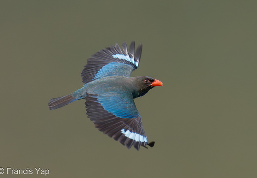 Oriental Dollarbird