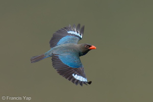 Oriental Dollarbird-240327-220MSDCF-FYP06115-W.jpg