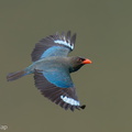 Oriental_Dollarbird-240327-220MSDCF-FYP06115-W.jpg