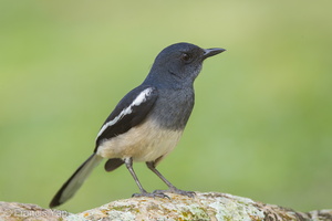 Oriental Magpie-Robin-110401-101EOS1D-FYAP6046-W.jpg