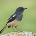 Oriental_Magpie-Robin-110401-101EOS1D-FYAP6046-W.jpg