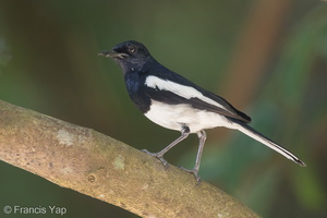 Oriental Magpie-Robin-170723-112EOS1D-F1X26902-W.jpg