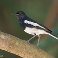 Oriental_Magpie-Robin-170723-112EOS1D-F1X26902-W.jpg