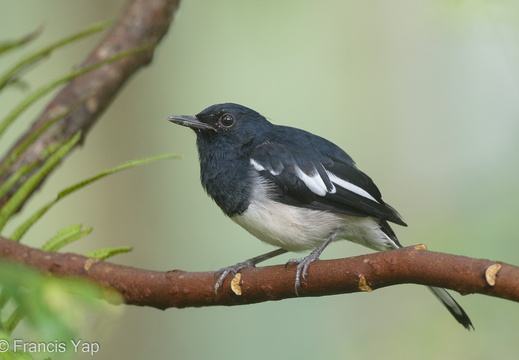 Oriental Magpie-Robin