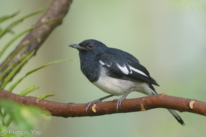 Oriental Magpie-Robin-180110-115EOS1D-F1X28518-W.jpg