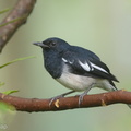 Oriental_Magpie-Robin-180110-115EOS1D-F1X28518-W.jpg