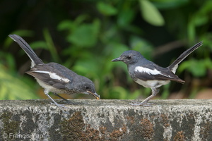 Oriental Magpie-Robin-190511-117ND500-FYP_2535-W.jpg