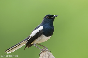Oriental Magpie-Robin-221226-161MSDCF-FYP01342-W