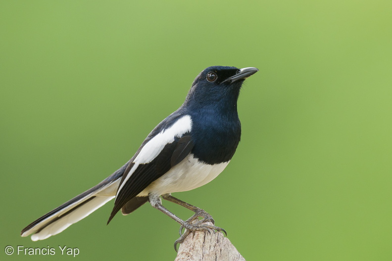 Oriental_Magpie-Robin-221226-161MSDCF-FYP01342-W.jpg