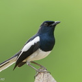 Oriental_Magpie-Robin-221226-161MSDCF-FYP01342-W.jpg