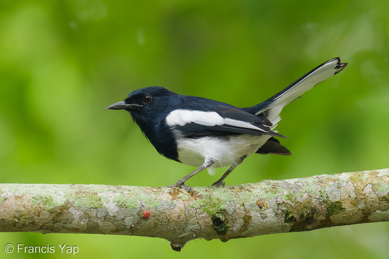 Oriental_Magpie-Robin-250915-123FRYAP-FYA02203-W.jpg