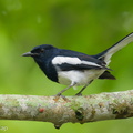 Oriental_Magpie-Robin-250915-123FRYAP-FYA02203-W.jpg