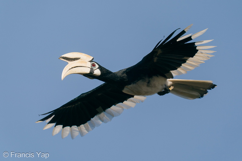 Oriental_Pied_Hornbill-200830-117MSDCF-FYP00207-W.jpg
