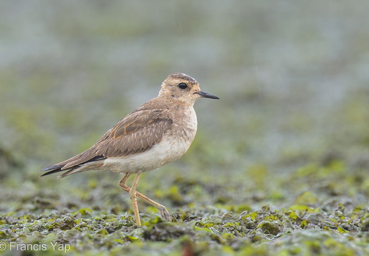 Oriental Plover