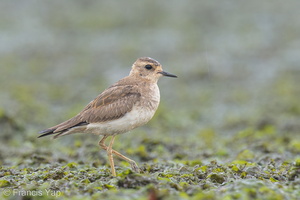 Oriental Plover-121013-102EOS1D-FY1X6381-W.jpg