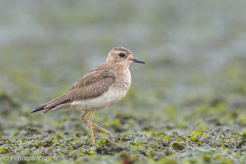 Oriental_Plover-121013-102EOS1D-FY1X6381-W.jpg