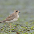 Oriental_Plover-121013-102EOS1D-FY1X6381-W.jpg