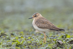 Oriental Plover-121013-102EOS1D-FY1X6461-W.jpg