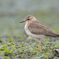 Oriental_Plover-121013-102EOS1D-FY1X6461-W.jpg