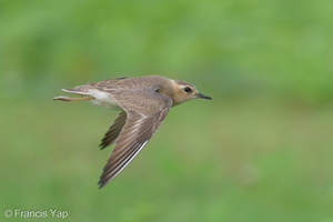 Oriental Plover-250416-103FRYAP-FYA05920-W.jpg