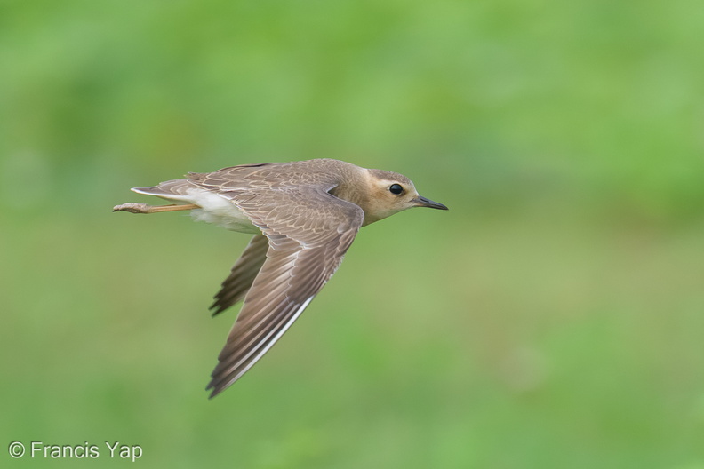 Oriental_Plover-250416-103FRYAP-FYA05920-W.jpg