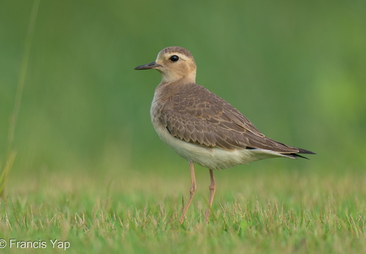 Oriental Plover - display this album Oriental Plover