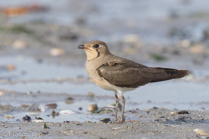 Oriental Pratincole-161212-107EOS1D-F1X29155-W.jpg