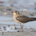 Oriental_Pratincole-161212-107EOS1D-F1X29155-W.jpg