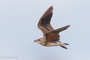 Oriental Pratincole-161212-107EOS1D-F1X29262-W.jpg